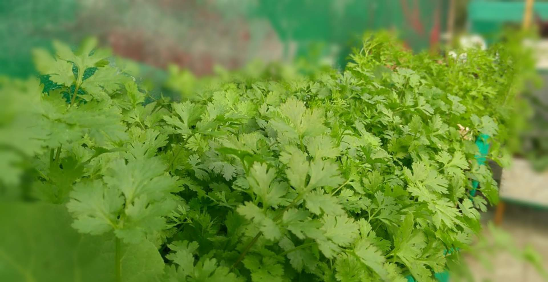Growing Coriander Step-by-Step